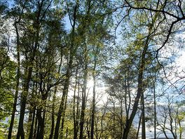 Sun via trees