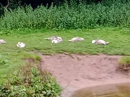 Swans