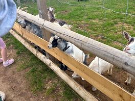 Goats
