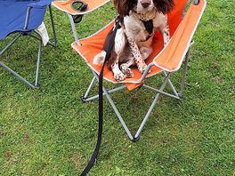 Springer chilling out