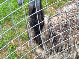 Emus, but no 1970s tv presenters