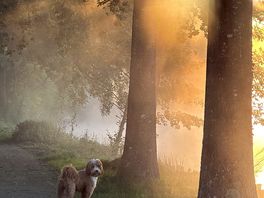 Autumn morning walk
