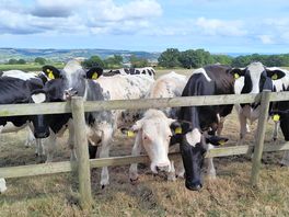 The neighbours