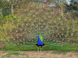 Pete the peacock who is always on site, this beautiful animal could be seen all the time