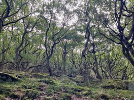 Plenty of forest bathing
