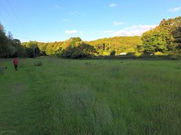 Dog field