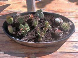 Cute cacti on the restaurant table