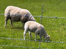 More sheep