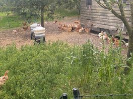 Chickens