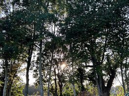 Trees