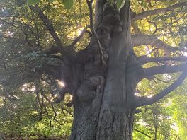 Tree n the woodland walk .
