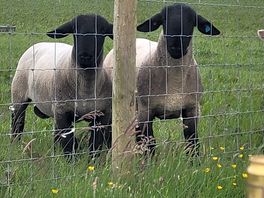 Friendly sheep on site.