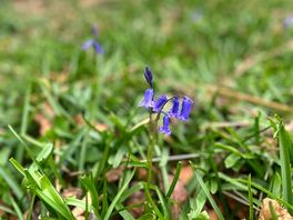 Bluebells