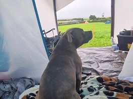 Luna in the tent.