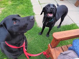 Dog friendly pubs 🥰