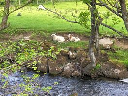 Nice walks by the river.