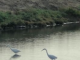 Little egrets