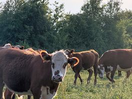 Cows