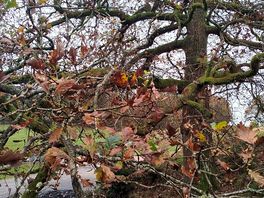 Beautiful oak with falling leaves 🍂🍁