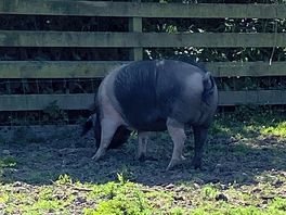Friendliest pig on site