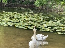 Swans!