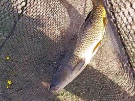 5.5ib catch