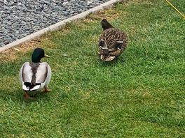 Some friendly ducks