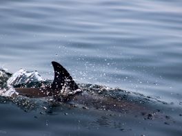 Dolphins on a trip to lunga.