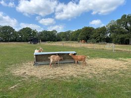 The goats!
