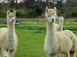 Small holding residents