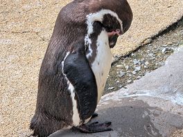 Cute penguin