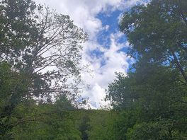 Peaceful by the trees