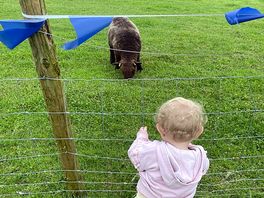 Some of the sheep come up to the fence so you can see them without going into the field.