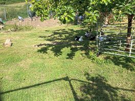 Friendly ducks.