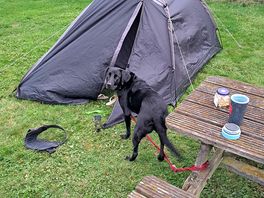 Tent set up with tied up dog