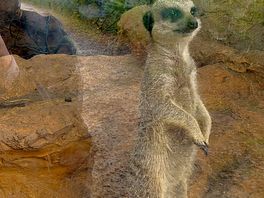 Cheeky meerkat