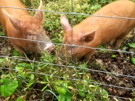 The pigs ♥️