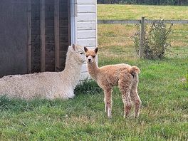 Brand new baby alpaca!