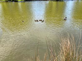 Ducklings
