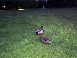 Wildlife, we found some friendly ducks