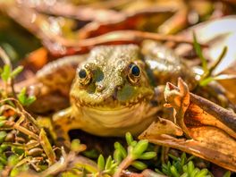Another froggy