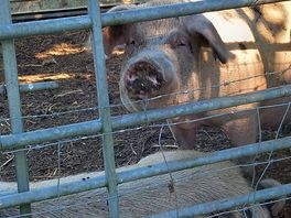 Pigs