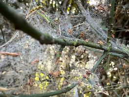 Woodland photos