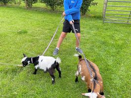 Goat walking!