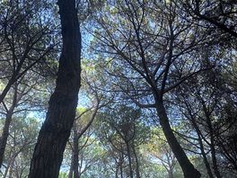 Shade under trees