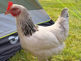 Visitor to the tent!