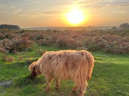 Bodmin highland