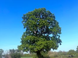 Beautiful tree located in the center of the site