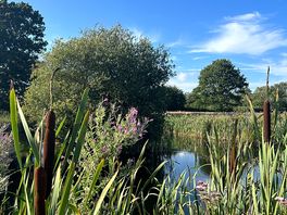 Pond on site