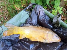Nice fish